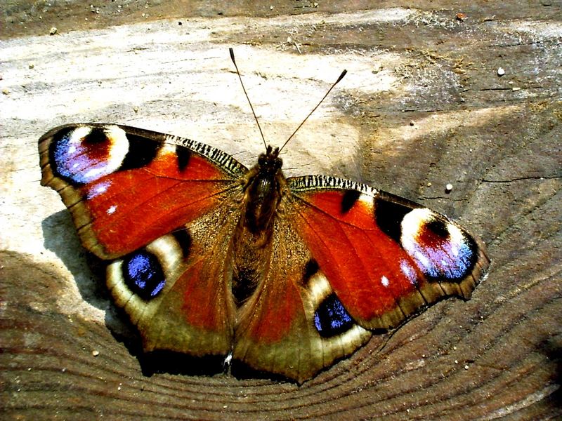 Schmetterlinge im Bauch ;) ein Tagfaunauge auf Holz tuts auch